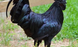 Gà H'MÔNG  - Đặc sản núi rừng Tây Bắc