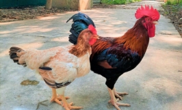 7 giống gà đặc sản vùng miền Việt Nam không phải ai cũng biết