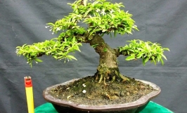 Tìm hiểu giá cây mai chiếu thủy