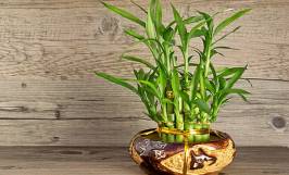 Tham khảo bảng giá cây cảnh mini hiện nay 