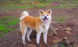 Giá chó Akita bao nhiêu? Cập nhật giá chó Akita mới nhất