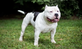 Tham khảo giá chó Pitbull được cập nhật mới nhất 