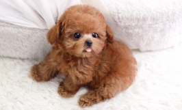Tham khảo giá chó poodle được cập nhật mới nhất