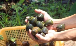 Giá ốc nhồi bao nhiêu 1kg? Cách chọn ốc nhồi ngon, chất lượng