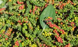 Giá tiêu hôm nay 7/1: Đồng loạt đi ngang, cao nhất là 82.500 đồng/kg