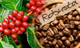Giá cà phê hôm nay 8/12: Quay đầu giảm 600 đồng/kg sau phiên tăng hôm qua