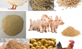 Quy trình đánh giá, chứng nhận hợp quy lĩnh vực thức ăn chăn nuôi