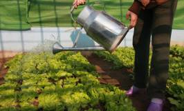 Cách gieo hạt xà lách, chăm sóc cây trong thùng xốp cho rau sạch quanh năm