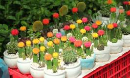 Cách gieo hạt xương rồng và chăm sóc cây đúng cách