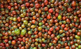 Cà chua socola - Tìm hiểu đặc điểm và điều kiện ngoại cảnh để trồng cà chua socola