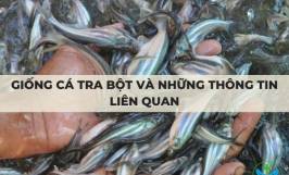 Giống cá tra bột và những thông tin liên quan