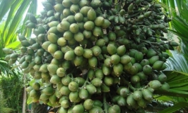 Giống cau năng suất cao cau tứ quý: Nguồn gốc, đặc điểm và phân bố