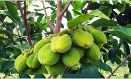 Giống cây gió bầu: Nguồn gốc, đặc điểm thực vật và sinh trưởng