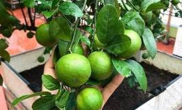 Tìm hiểu nguồn gốc, đặc điểm của giống chanh tứ quý