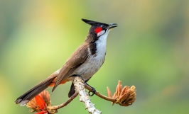 Giống chim chào mào: Tìm hiểu nguồn gốc, đặc điểm, tập tính của chim