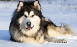 Chó Alaskan Malamute giá bao nhiêu tiền? Kinh nghiệm mua chó Alaska thuần chủng