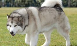 Giống chó Alaskan Malamute: Nguồn gốc, đặc điểm, các loại chó Alaska phổ biến