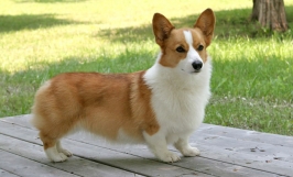 Giống chó Corgi: Nguồn gốc, đặc điểm, phân loại các loài chó Corgi