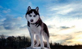 Giống chó Husky Siberian: Nguồn gốc, đặc điểm ngoại hình, tính cách của "Vua Sói Tuyết" Vùng Rừng Núi Taiga Siberia, Nga