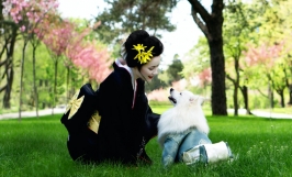 Giống chó Japanese Spitz: Tìm hiểu nguồn gốc, đặc điểm ngoại hình, tính cách 
