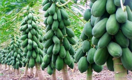 Giống đu đủ lùn - giống đu đủ siêu quả, quả ngọt ngon bậc nhất hiện nay 