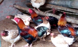 Giống Gà Hồ - Nguồn gốc, đặc điểm và tập tính