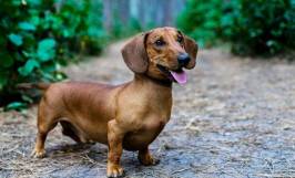 Các giống chó dưới 5 triệu được chọn nuôi nhiều nhất