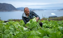 Greenland phát triển nông nghiệp xanh nhờ băng tan