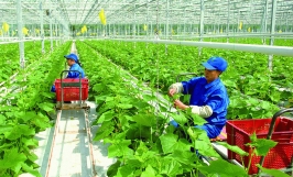 Nhược điểm của nông nghiệp hữu cơ