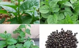 Top những hạt giống rau dễ trồng tại nhà cho rau sạch giàu dinh dưỡng