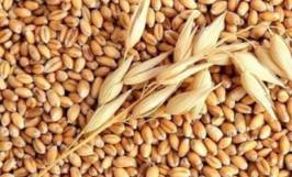 Thương vụ xuất khẩu lúa mì sang thị trường UAE