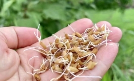 Mẹo trồng lúa cảnh chưng tết để hạt lúa nảy mầm nhiều