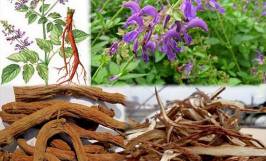 Nguồn gốc, đặc điểm nhận biết và hình ảnh cây đan sâm 