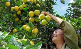Sắp ra mắt Cổng thông tin điện tử hỗ trợ hộ sản xuất nông nghiệp