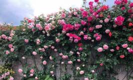 Những điều cần biết về loài hoa hồng leo được phái đẹp yêu thích