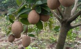 Hồng xiêm xoài: Nguồn gốc và đặc điểm hình dáng