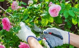 Hướng dẫn cắt tỉa hoa hồng leo đúng kỹ thuật