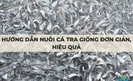 Hướng dẫn nuôi cá tra giống đơn giản, hiệu quả