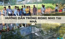 Hướng dẫn trồng rong nho tại nhà đúng cách