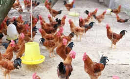 XÂY DỰNG MÔ HÌNH CHĂN NUÔI GÀ THẢ VƯỜN CHUYÊN NGHIỆP – CƠ HỘI ĐỔI ĐỜI CỦA NGƯỜI DÂN