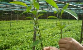 Bật mí kỹ thuật trồng cây quế cho năng suất, chất lượng cao 