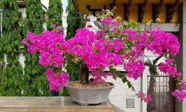 Mẹo kích hoa giấy nở vào dịp tết hiệu quả 