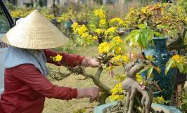 Kỹ thuật chăm sóc cây mai vàng trong chậu sau tết qua từng tháng trong năm