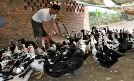 Kỹ thuật chăn nuôi vịt xiêm Pháp hiệu quả, đạt kinh tế cao