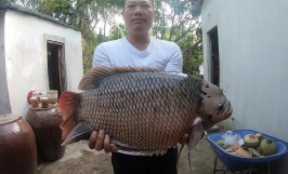 Kỹ thuật nuôi cá tai tượng đơn giản, bài bản
