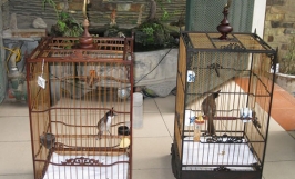 Kỹ thuật nuôi chim chào mào khỏe mạnh, hót hay cho người mới bắt đầu