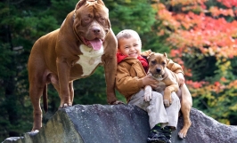 Kỹ thuật nuôi chó Pitbull chi tiết