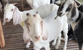 Kỹ thuật nuôi dê con dưới 3 tháng tuổi