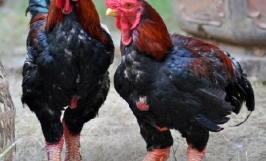Kỹ thuật nuôi gà Đông Tảo cho con giống chất lượng cao