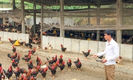 Kỹ thuật nuôi gà Hồ hiệu quả, tăng năng suất